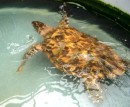 At the turtle sanctuary in Bequia